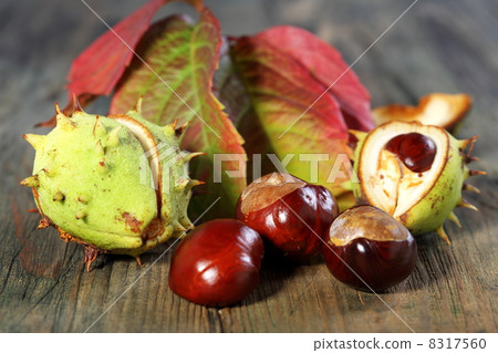 Horse Chestnut with autumn leaves. Horse Chestnut with autumn leaves. 8317560