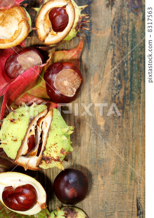 Horse chestnut and red leaves. 8317563