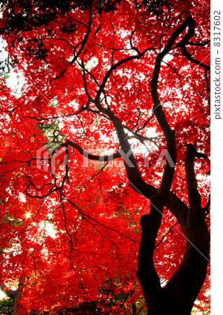 秋天的樹葉 秋天的樹葉 8317602