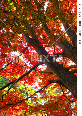 秋天的樹葉 8317603