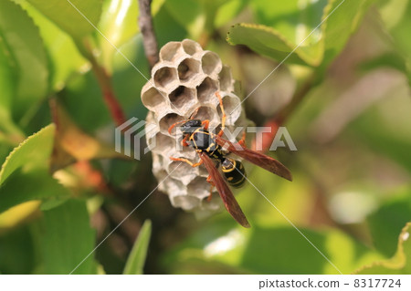 A bee 8317724