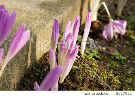 秋水仙 秋水仙 8317982