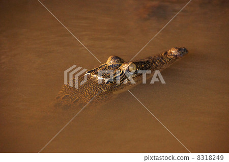 Wild crocodile hiding in the river Wild crocodile hiding in the river 8318249