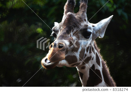 Giraffe Giraffe 8318274