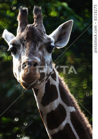 照相機麒麟的臉 8318275