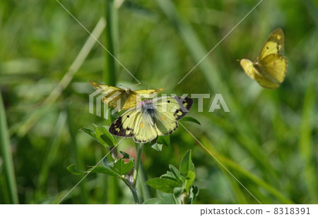 猴鳥的愛情之戰 8318391