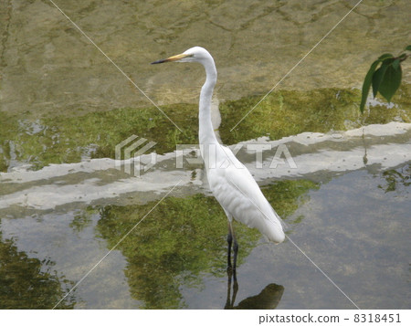 楚兔 楚兔 8318451