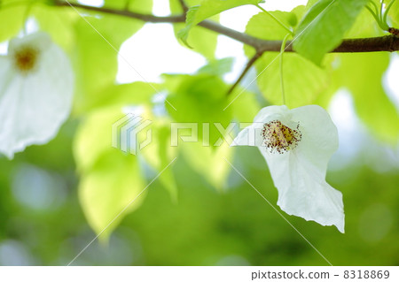 Handkerchief tree 8318869