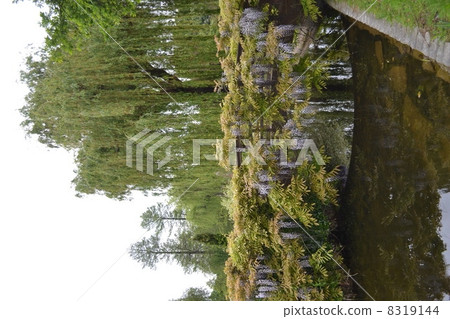 Regent's Park 8319144