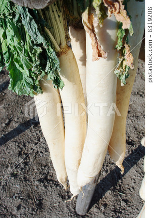 Dried radish in winter 8319208