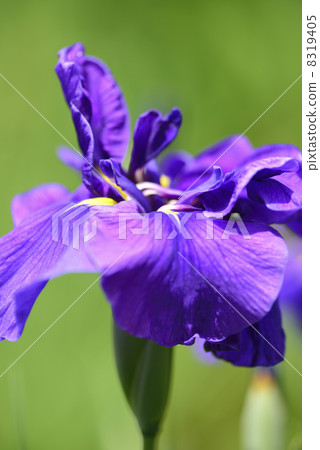 鳶尾花 8319405