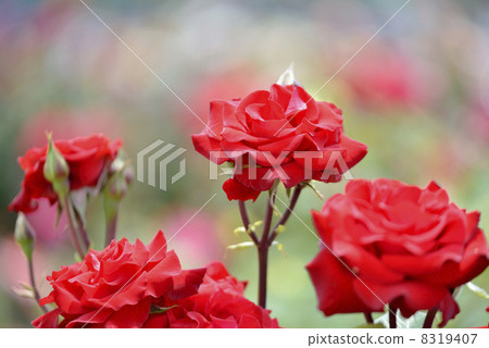 羅斯（赫茲屁股） 8319407