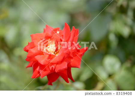 玫瑰（Kagayaki） 8319408