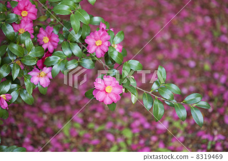 茶花 茶花 8319469