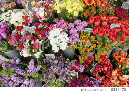 春天的花朵 8319470