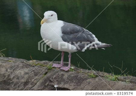 Umineko Hokkaido Otaru Canal 8319574