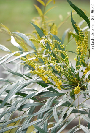 Minami Kobari 8319682