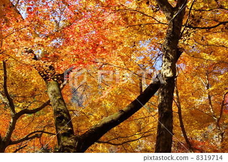 Shosenkyo in autumn Shosenkyo in autumn 8319714