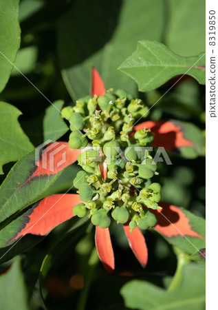 Shoyu saw (grass grass) 8319850