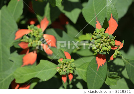 Shoyu saw (grass grass) Shoyu saw (grass grass) 8319851