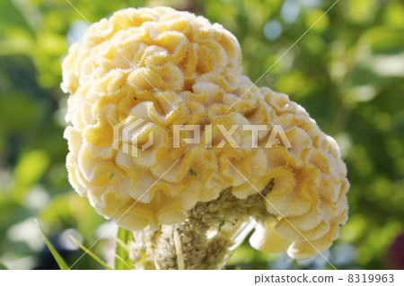 Citrus Yellow flower Citrus Yellow flower 8319963
