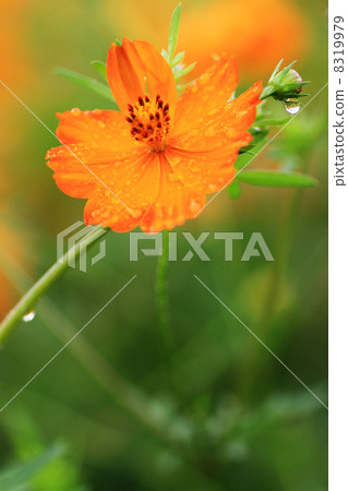  黃波斯菊 8319979