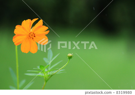  黃波斯菊 8319980