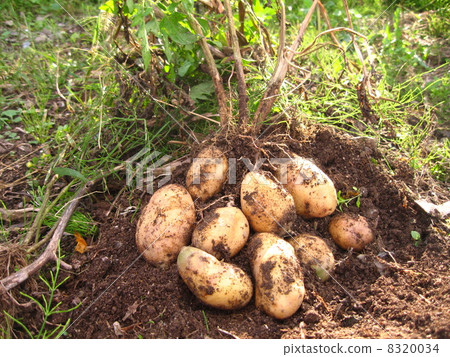 Make-in harvest 8320034