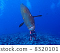 拿破崙魚 8320101