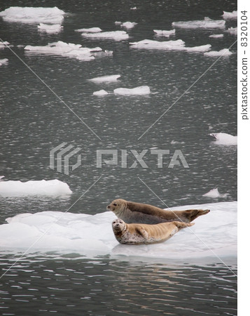 Seal on the drift ice Seal on the drift ice 8320104