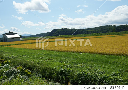 北海道美瑛鄉村風光秋天 8320141