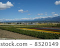 北海道美瑛鄉村風光秋天 北海道美瑛鄉村風光秋天 8320149