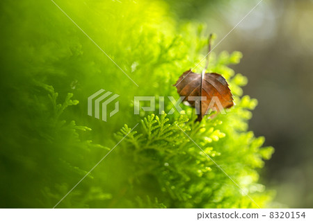 Green of brown leaves and brown leaves of fallen leaves 8320154