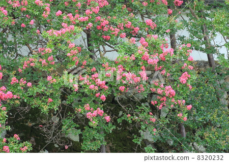 Crape myrtle 8320232
