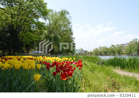 Spring scenery 8320411