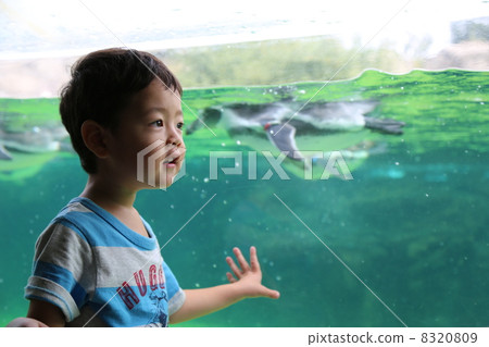 Meet the aquarium penguin 8320809