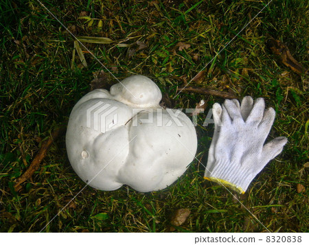 Onifusube (Kanekaidoyama / Fukaya city, Saitama prefecture, Yorii-machi · Misato-cho) 8320838