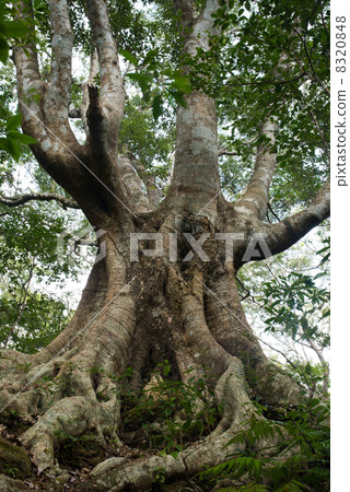 Okinawa Urajirogashi沖繩縣Kunigami Village Iobe 8320848