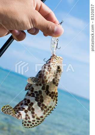 在沖繩釣魚 在沖繩釣魚 8320857