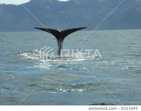 whale, kujira, whales 8321045