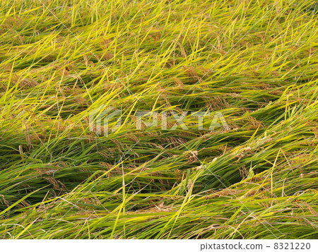 Typhoon overflowing Typhoon overflowing 8321220