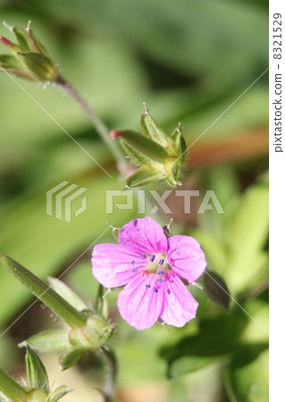 Geranium thunbergii Geranium thunbergii 8321529