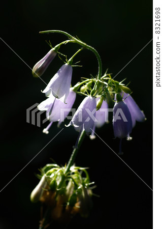 Adenophortriphylla Adenophortriphylla 8321698