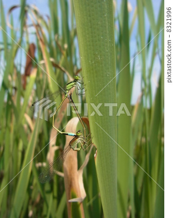 Ao montitonbo 8321996