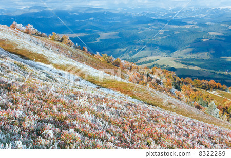 First winter snow and autumn colourful foliage on mountain 8322289