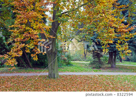 Autumn park 8322594
