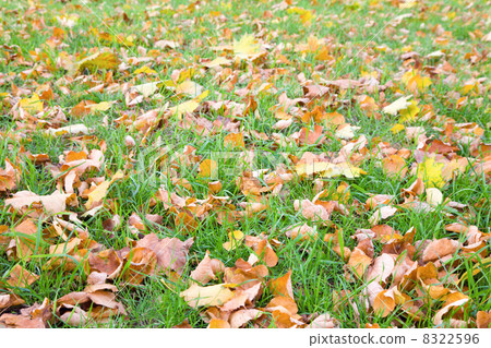 Autumn grass background 8322596