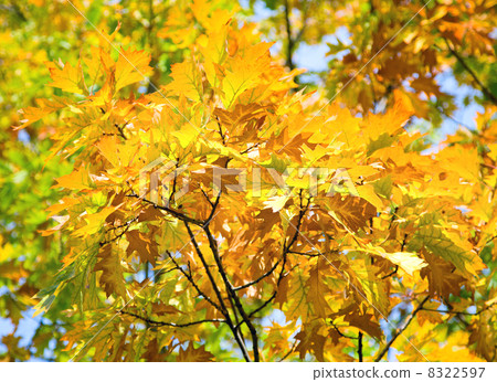 yellow oak tree yellow oak tree 8322597