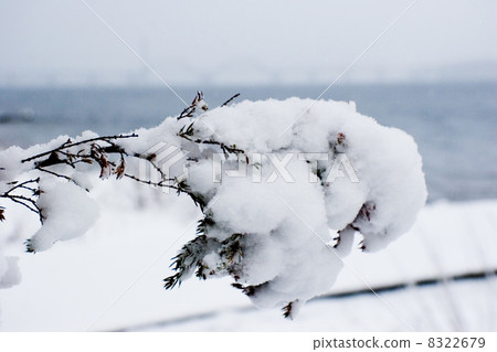 branch in snow branch in snow 8322679