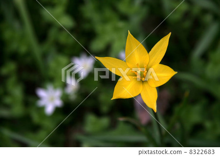 wild tulip wild tulip 8322683